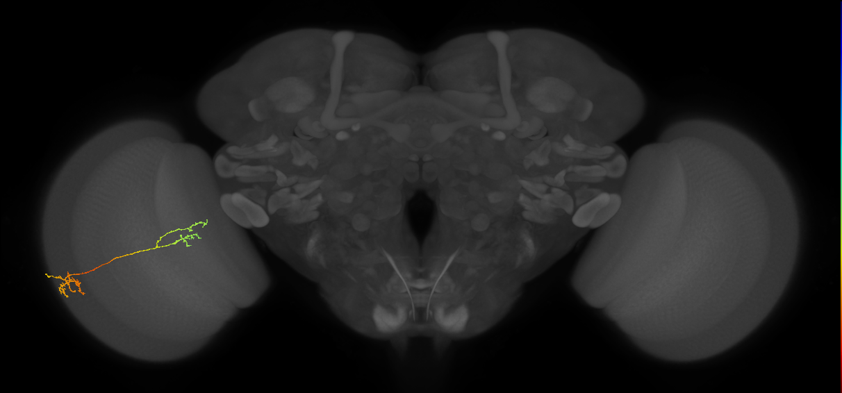 Tm37_L (MaleCNS:534284)