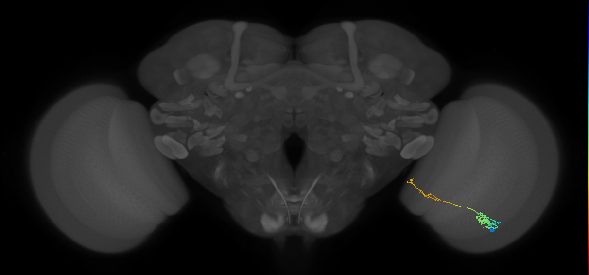 Tm37_R (MaleCNS:69354)