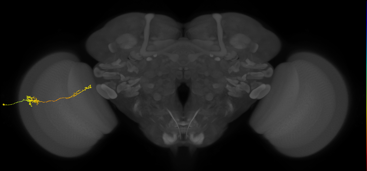 Tm37_L (MaleCNS:58508)