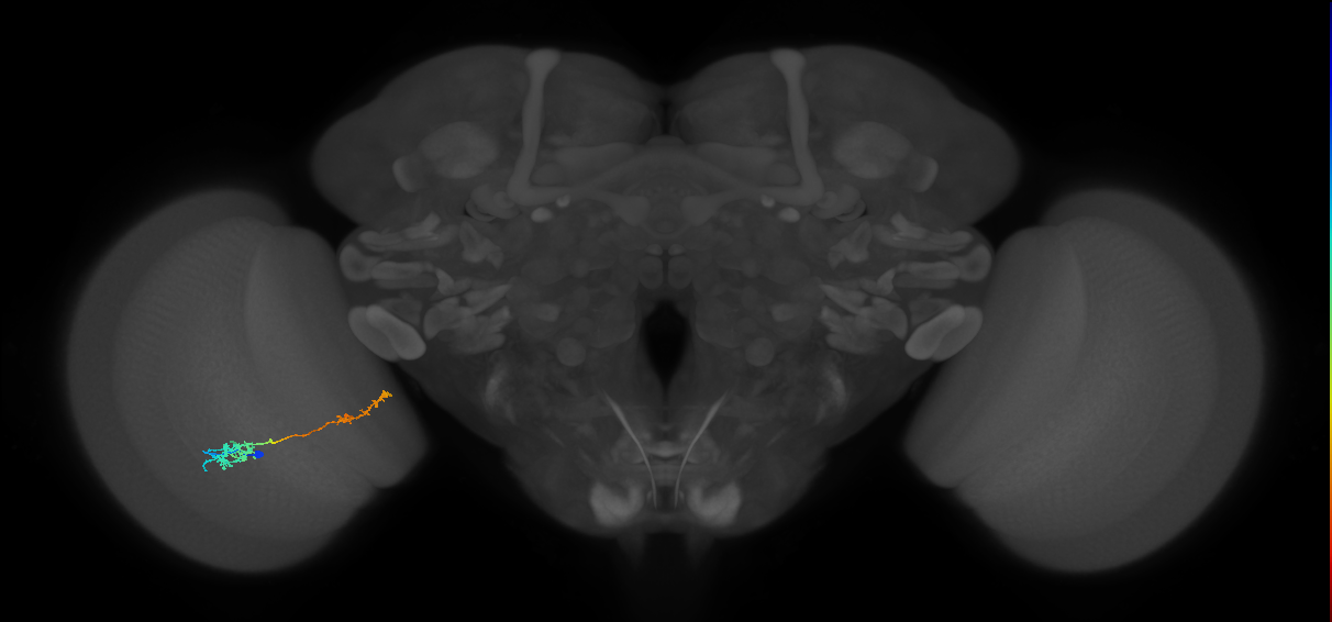 Tm37_L (MaleCNS:38547)