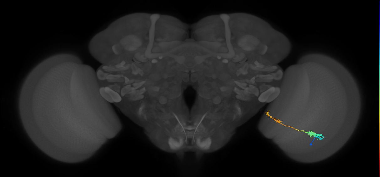 Tm37_R (MaleCNS:59052)