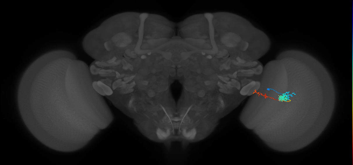 Tm37_R (MaleCNS:61009)