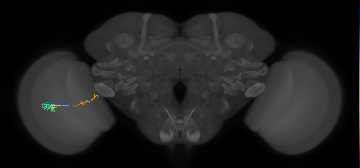 Tm37_L (MaleCNS:84071)