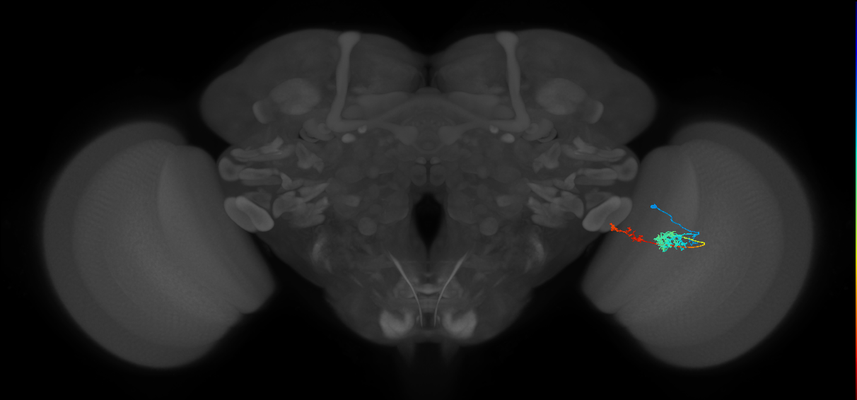 Tm37_R (MaleCNS:65723)