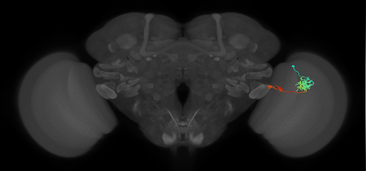 Tm37_R (MaleCNS:79545)