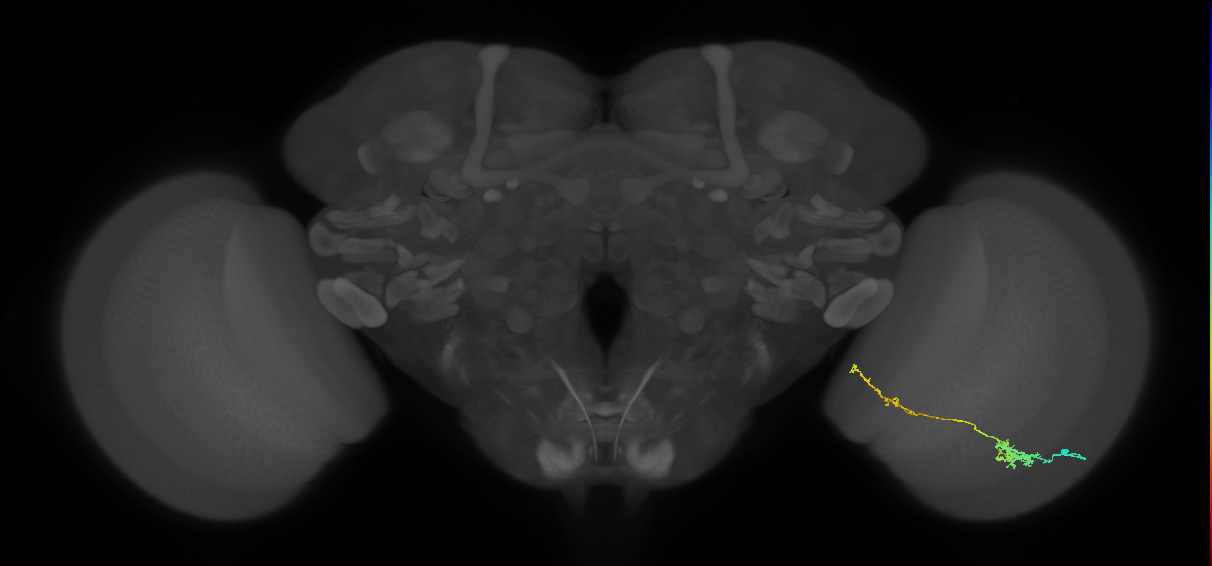 Tm37_R (MaleCNS:66741)