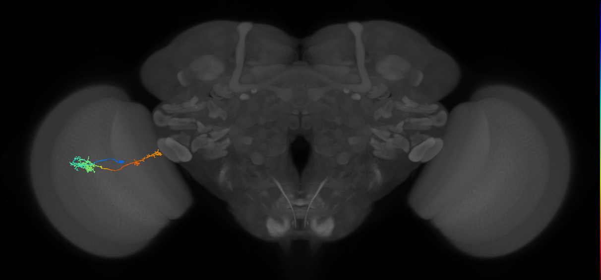 Tm37_L (MaleCNS:89178)