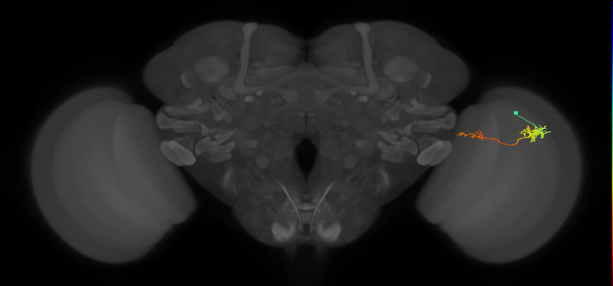 Tm37_R (MaleCNS:87377)