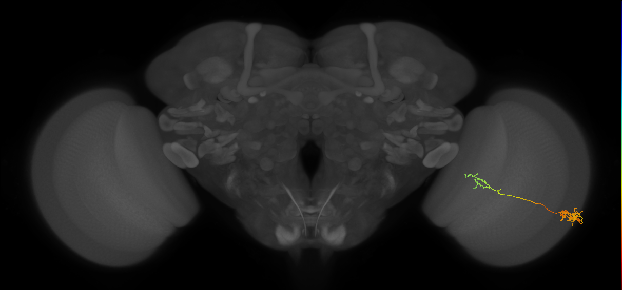 Tm37_R (MaleCNS:67652)