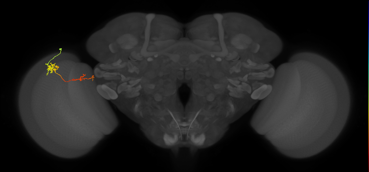 Tm37_L (MaleCNS:68083)