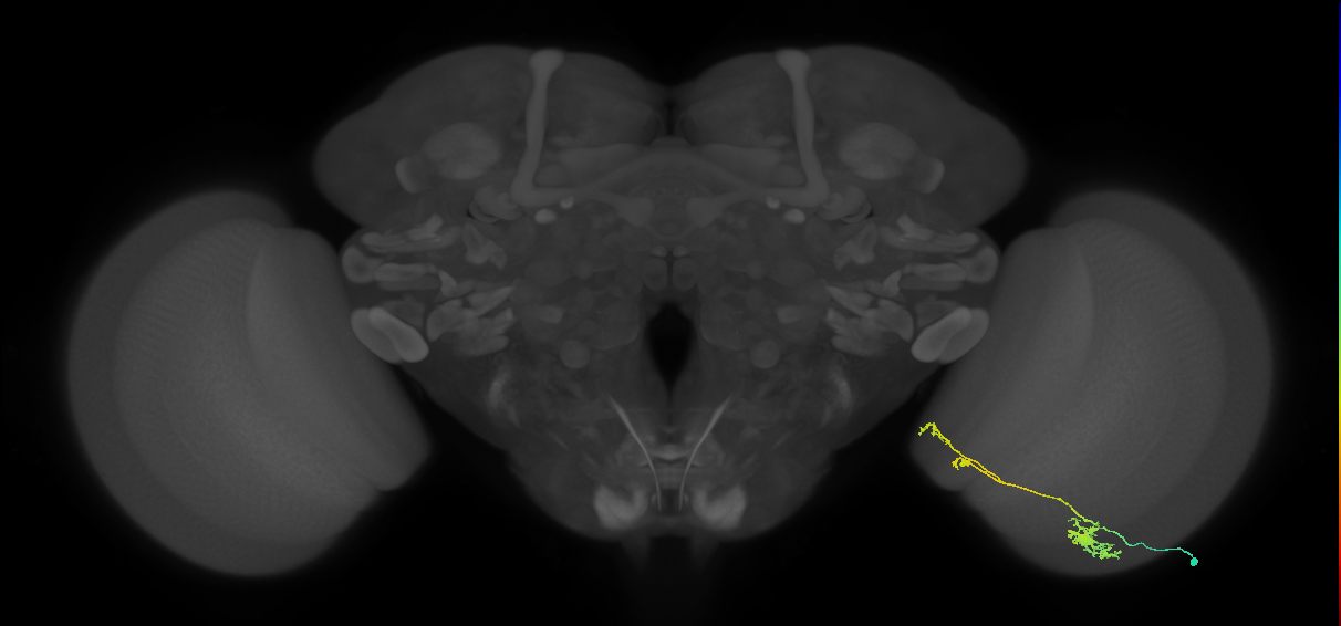 Tm37_R (MaleCNS:56851)