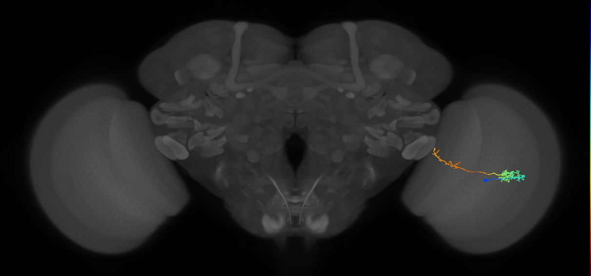 Tm37_R (MaleCNS:73208)