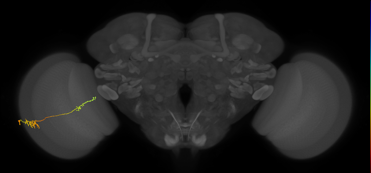 Tm37_L (MaleCNS:515355)