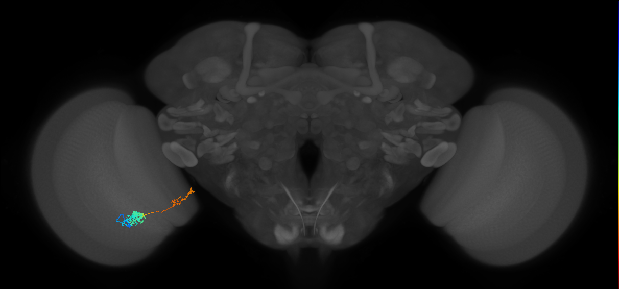 Tm37_L (MaleCNS:529339)