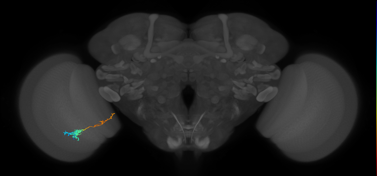 Tm37_L (MaleCNS:524408)