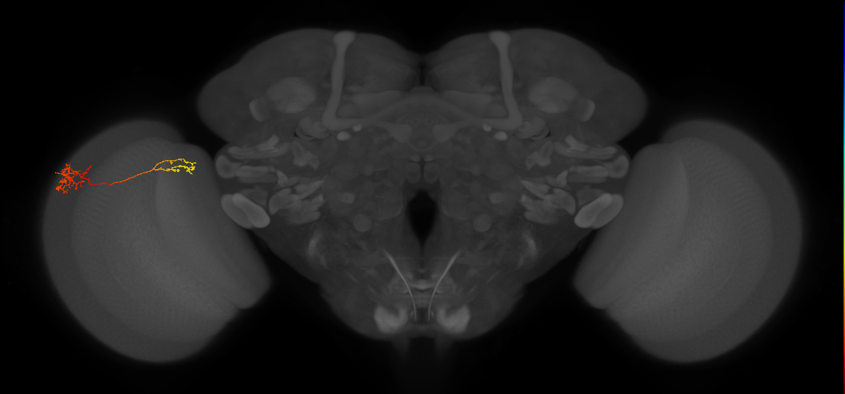 Tm37_L (MaleCNS:93055)