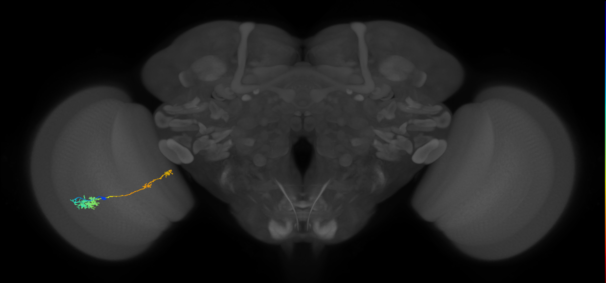 Tm37_L (MaleCNS:518572)
