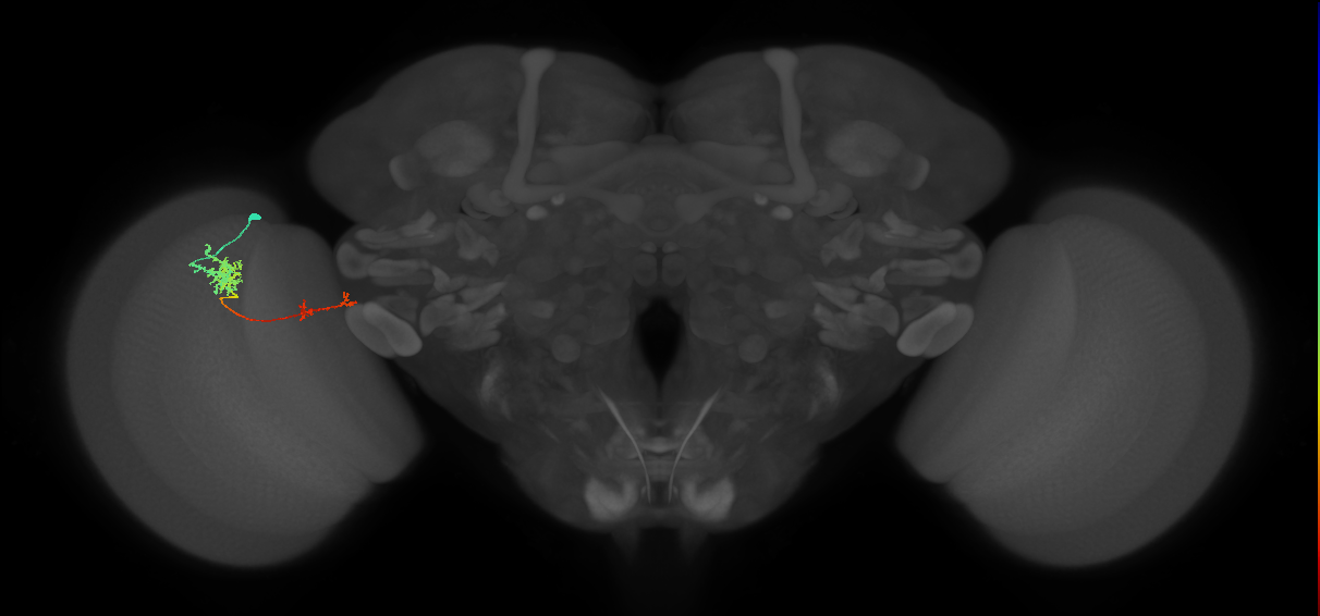 Tm37_L (MaleCNS:101136)