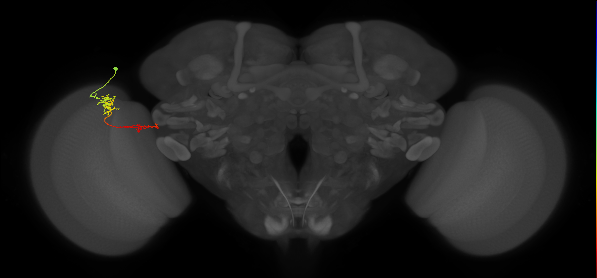 Tm37_L (MaleCNS:541395)