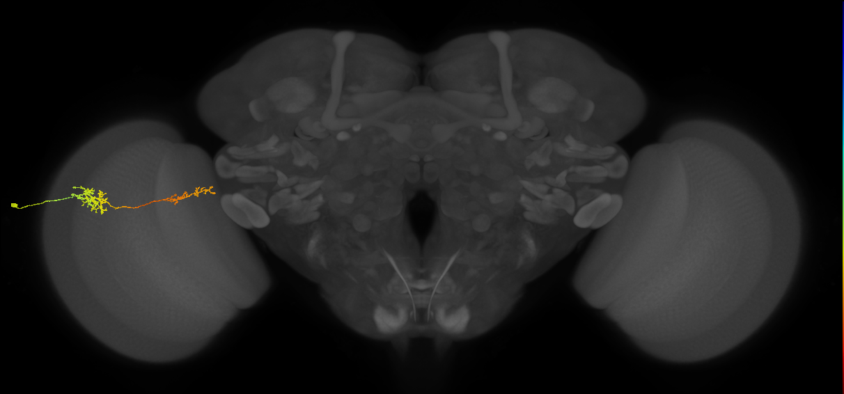 Tm37_L (MaleCNS:96998)
