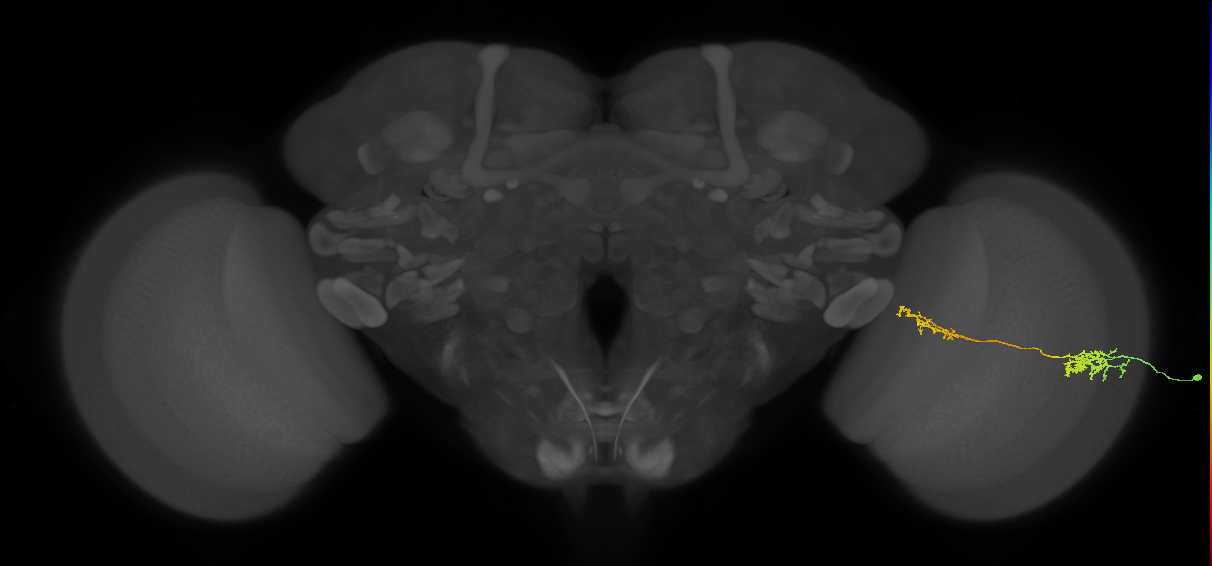 Tm37_R (MaleCNS:85981)