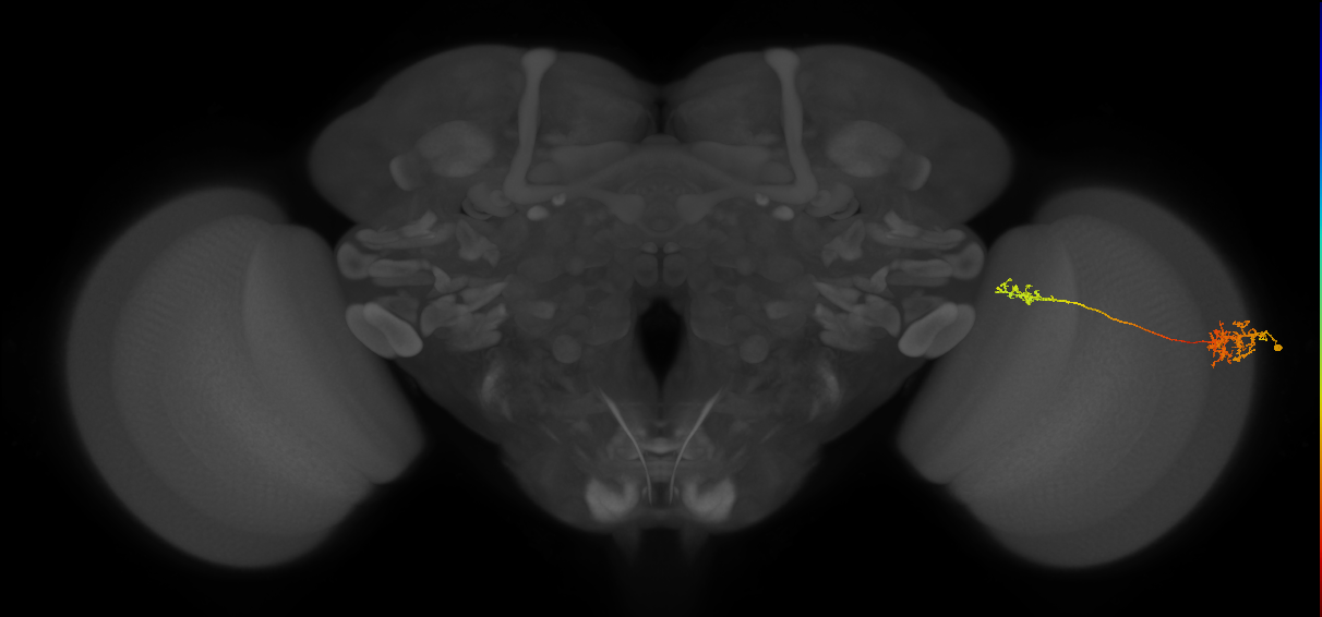 Tm37_R (MaleCNS:53644)