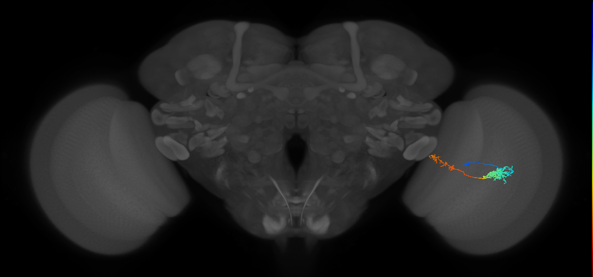 Tm37_R (MaleCNS:534270)