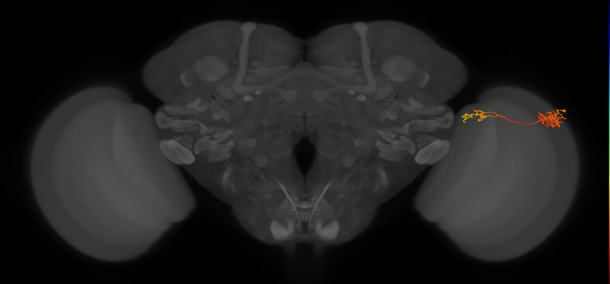 Tm37_R (MaleCNS:57856)