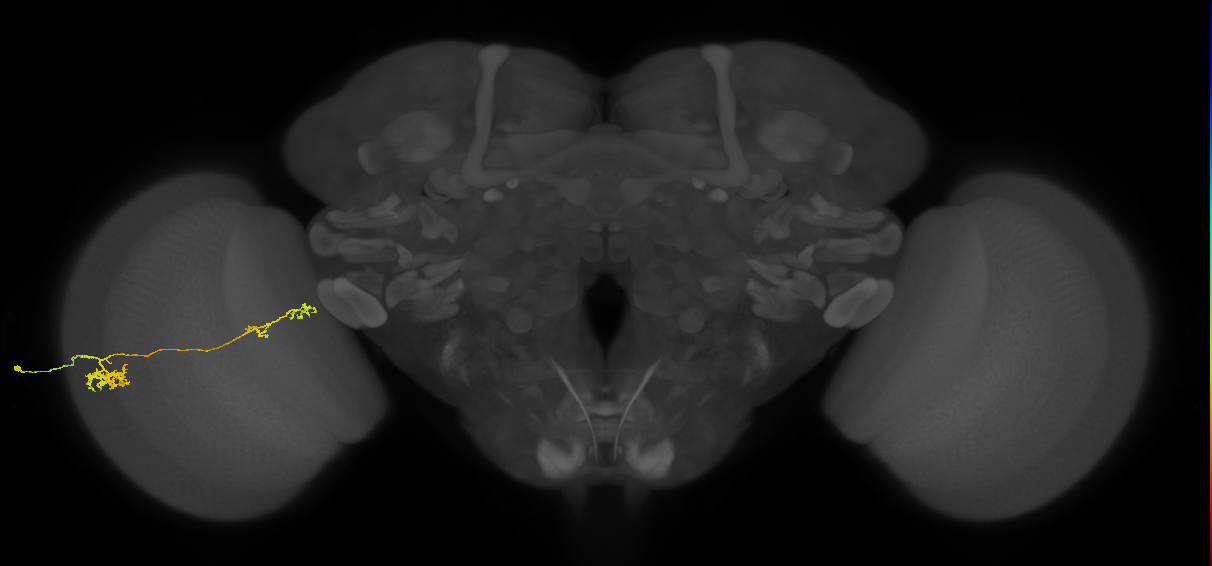 Tm37_L (MaleCNS:45026)