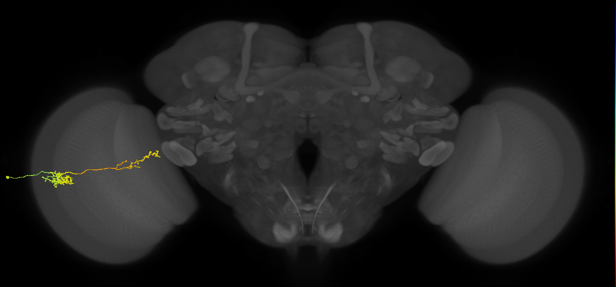 Tm37_L (MaleCNS:527165)