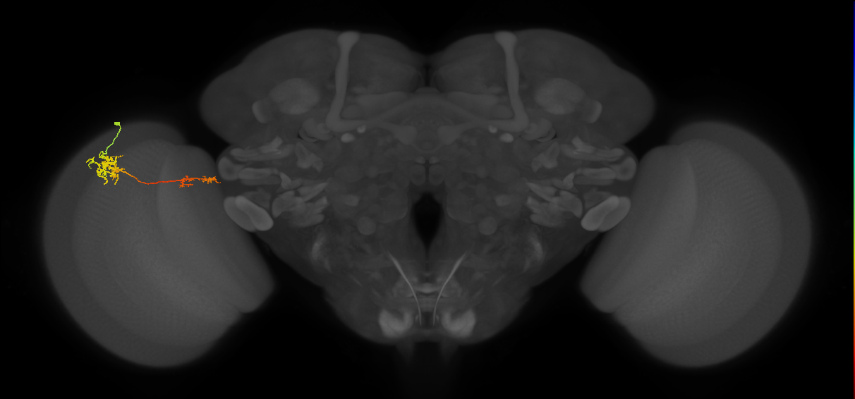 Tm37_L (MaleCNS:526860)