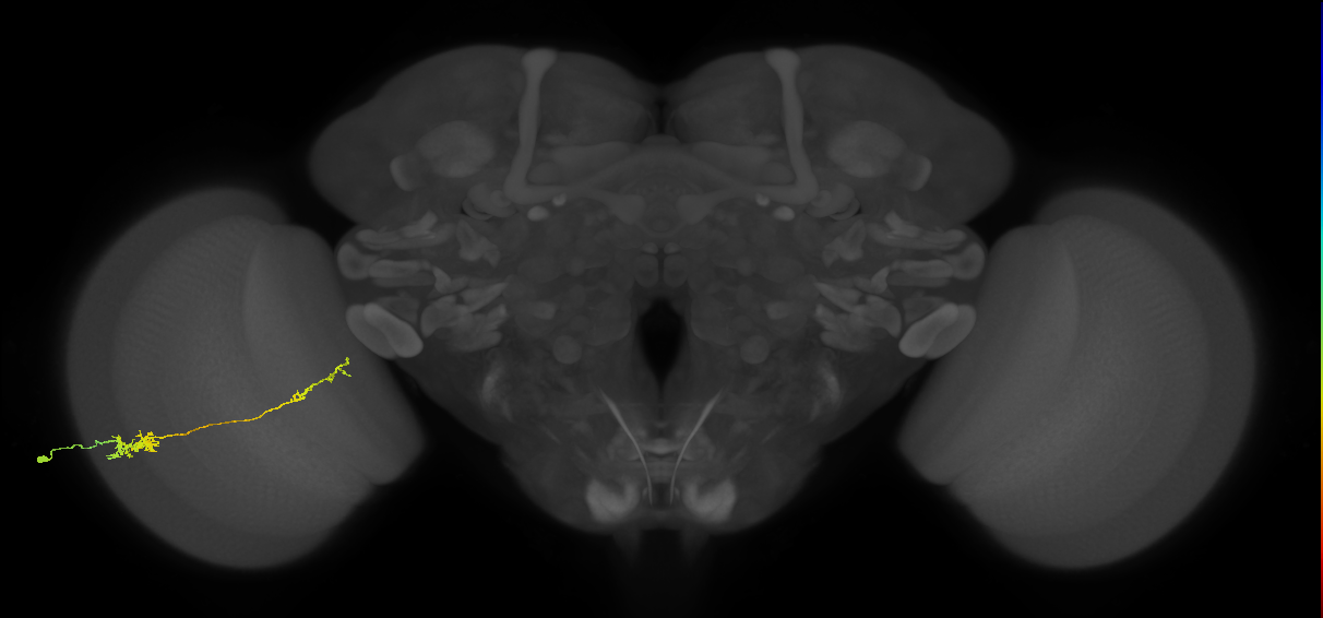 Tm37_L (MaleCNS:66305)