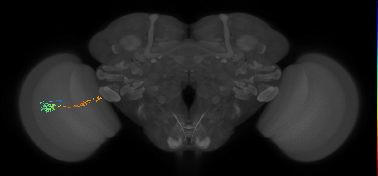 Tm37_L (MaleCNS:512529)