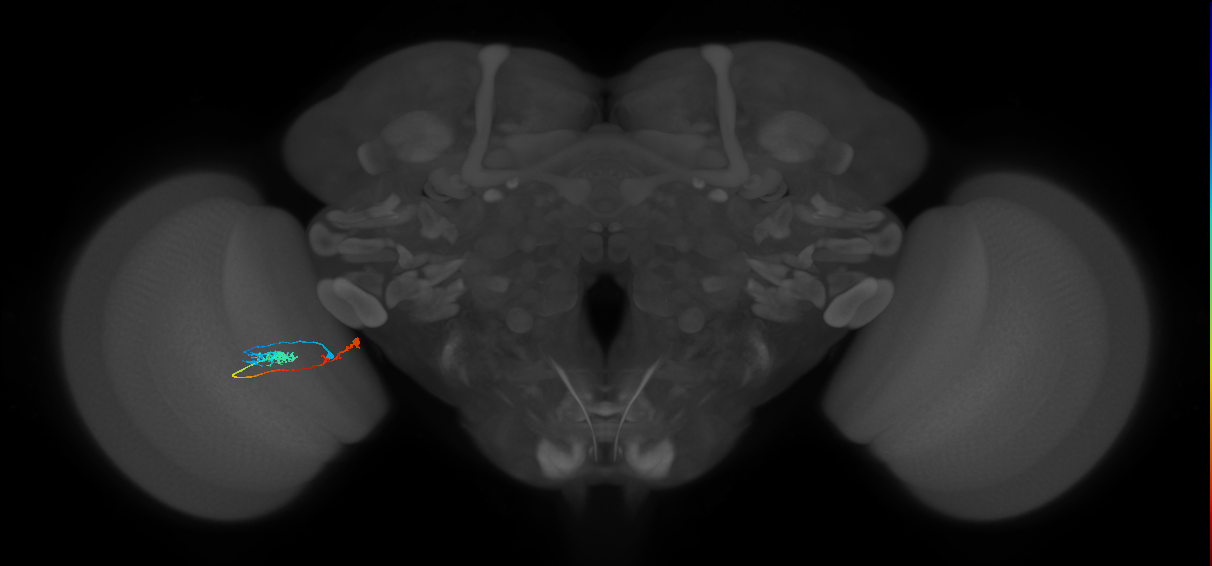 Tm37_L (MaleCNS:518474)