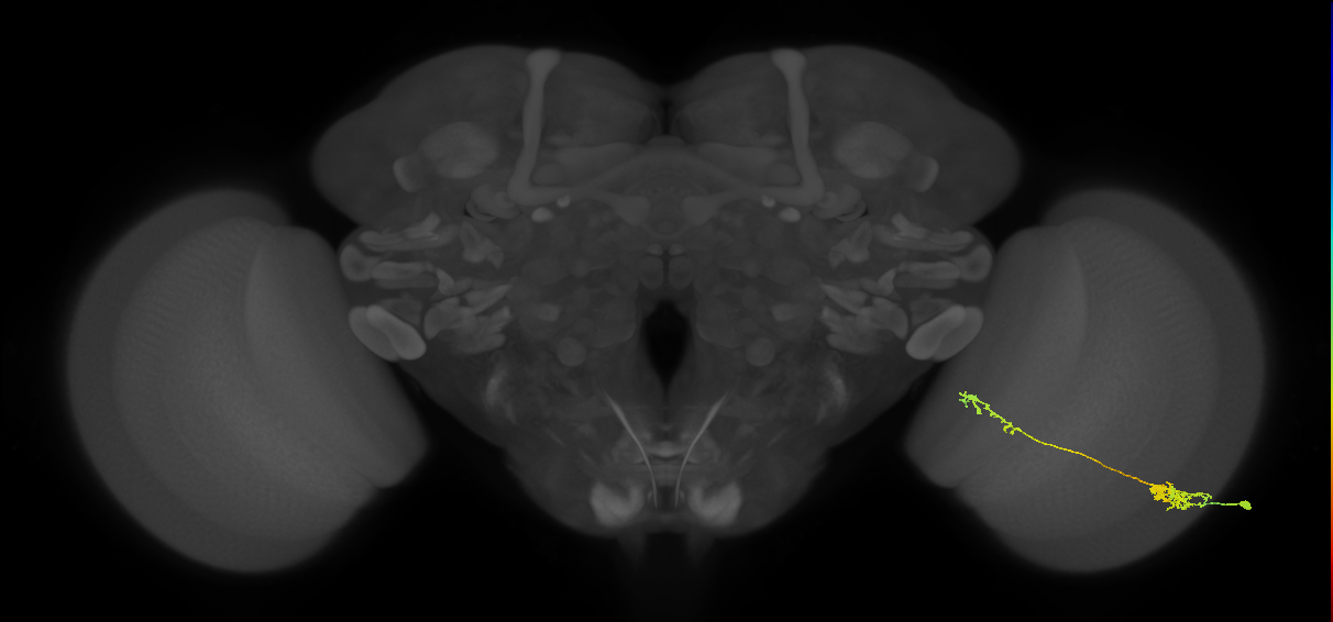 Tm37_R (MaleCNS:56165)
