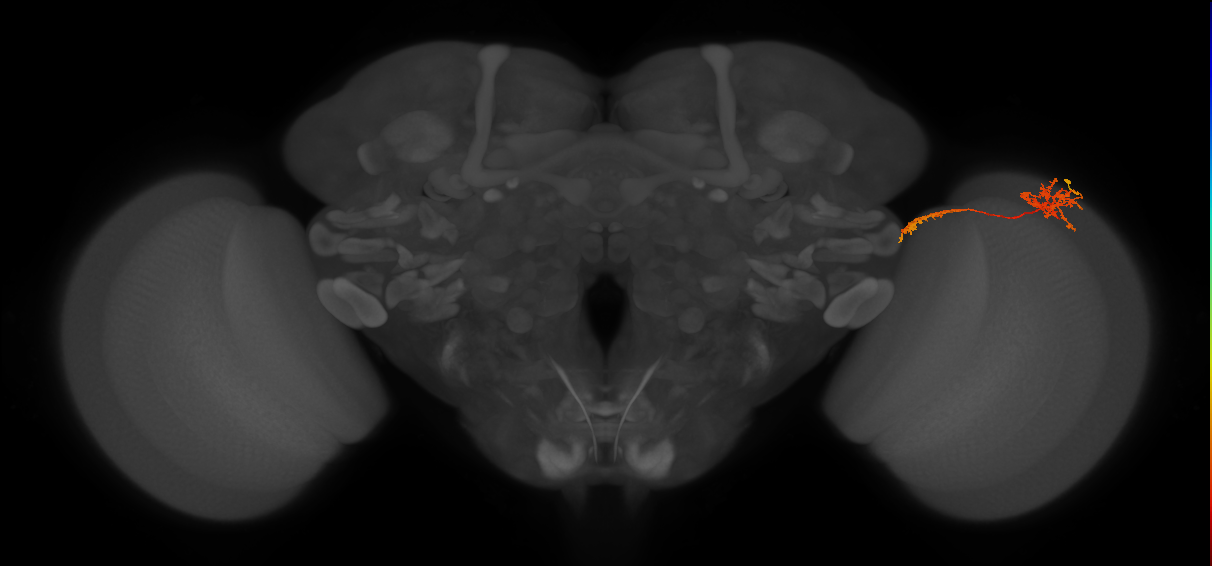 Tm37_R (MaleCNS:52012)