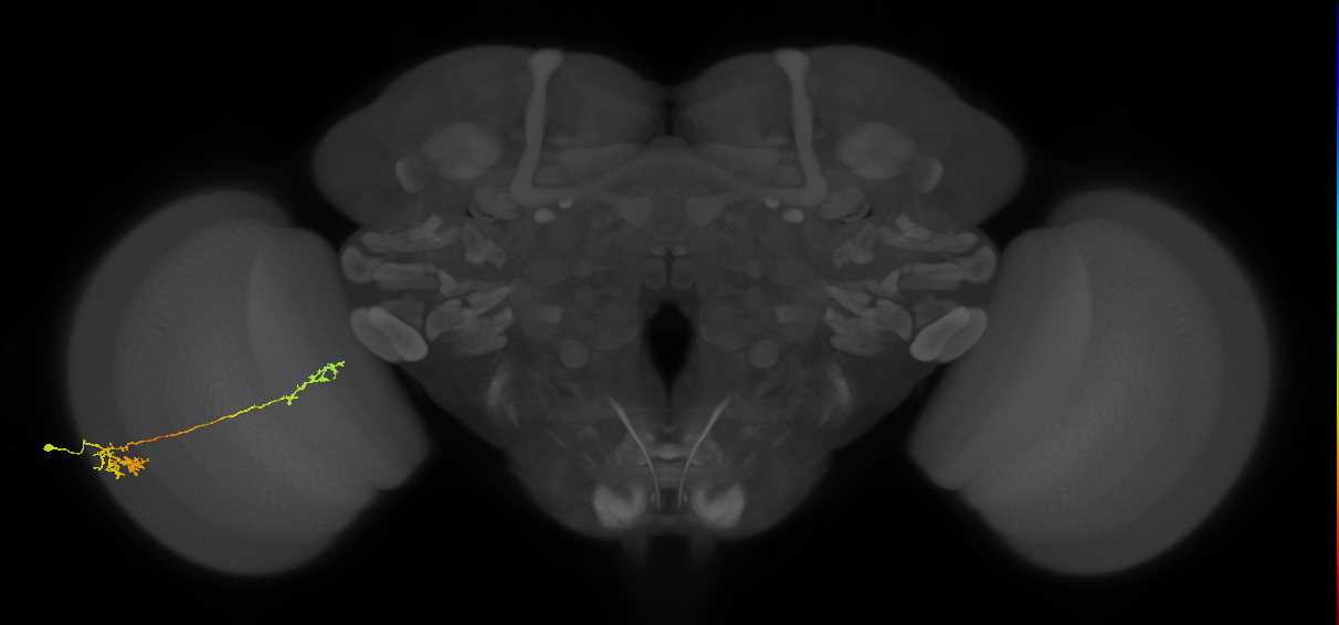 Tm37_L (MaleCNS:72235)