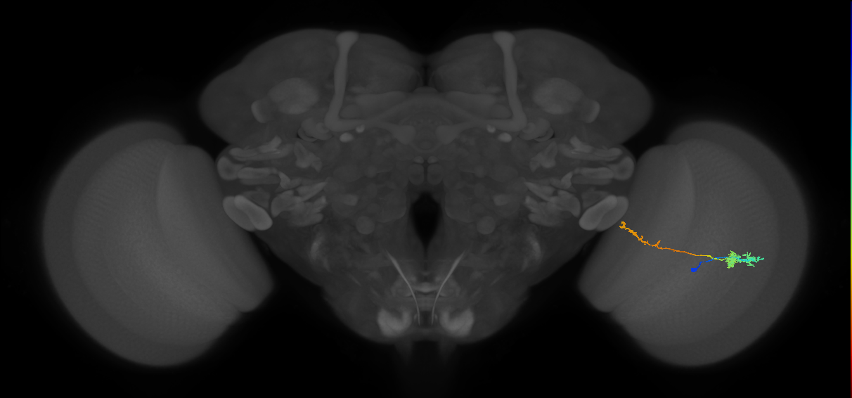 Tm37_R (MaleCNS:71271)