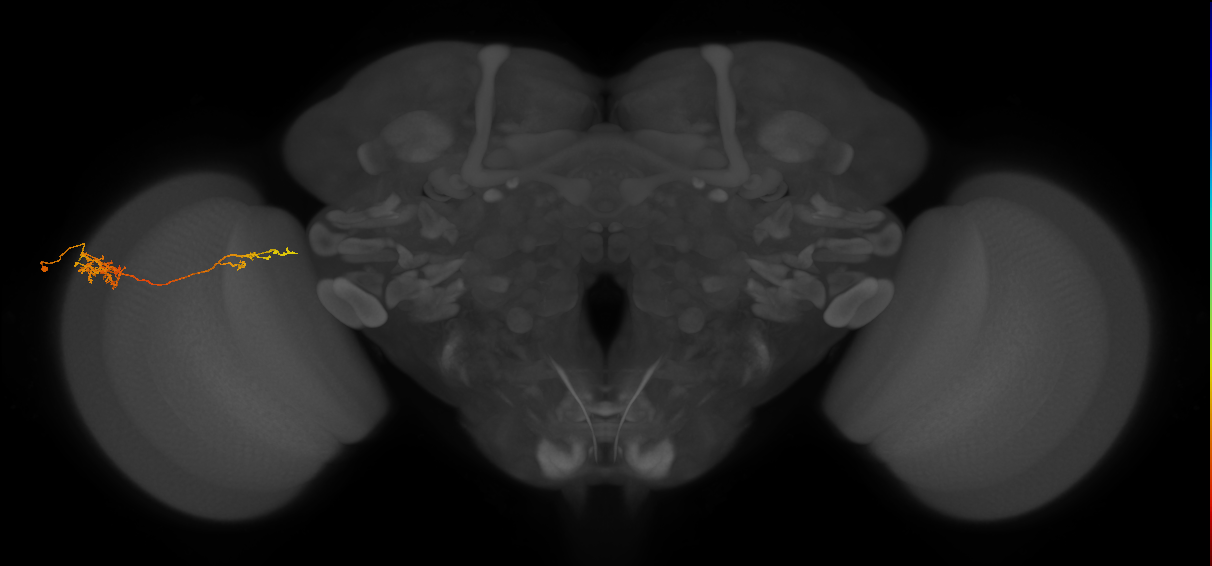 Tm37_L (MaleCNS:568461)