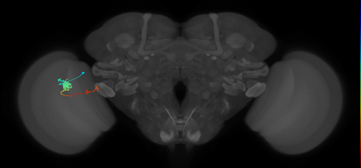 Tm37_L (MaleCNS:514584)