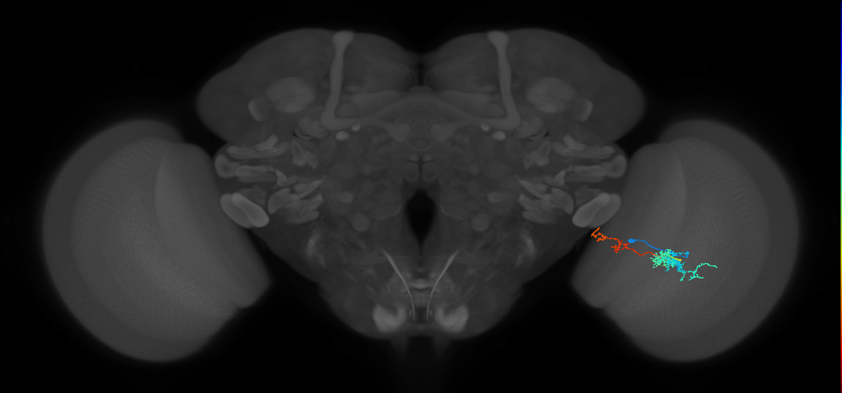 Tm37_R (MaleCNS:53913)