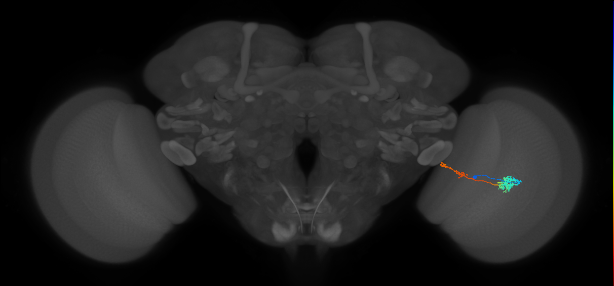 Tm37_R (MaleCNS:64700)