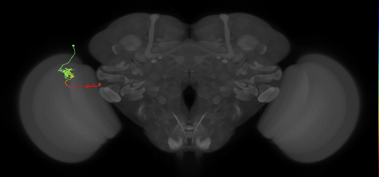Tm37_L (MaleCNS:516784)