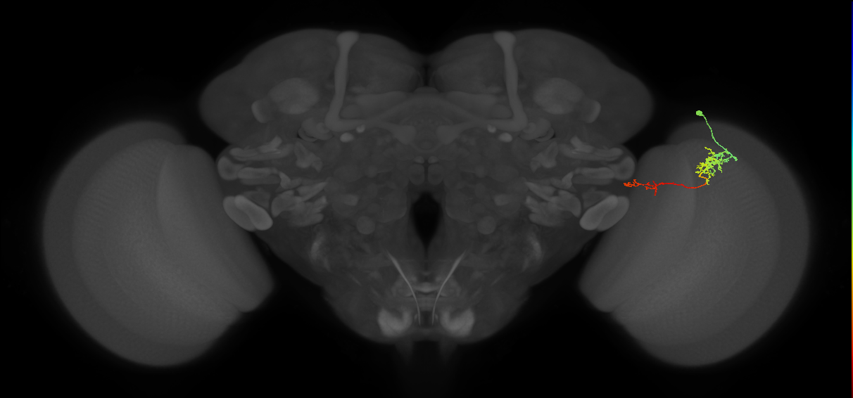 Tm37_R (MaleCNS:67031)
