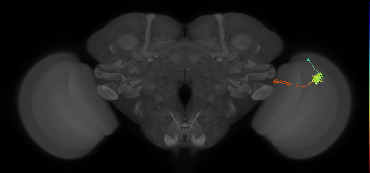 Tm37_R (MaleCNS:51526)