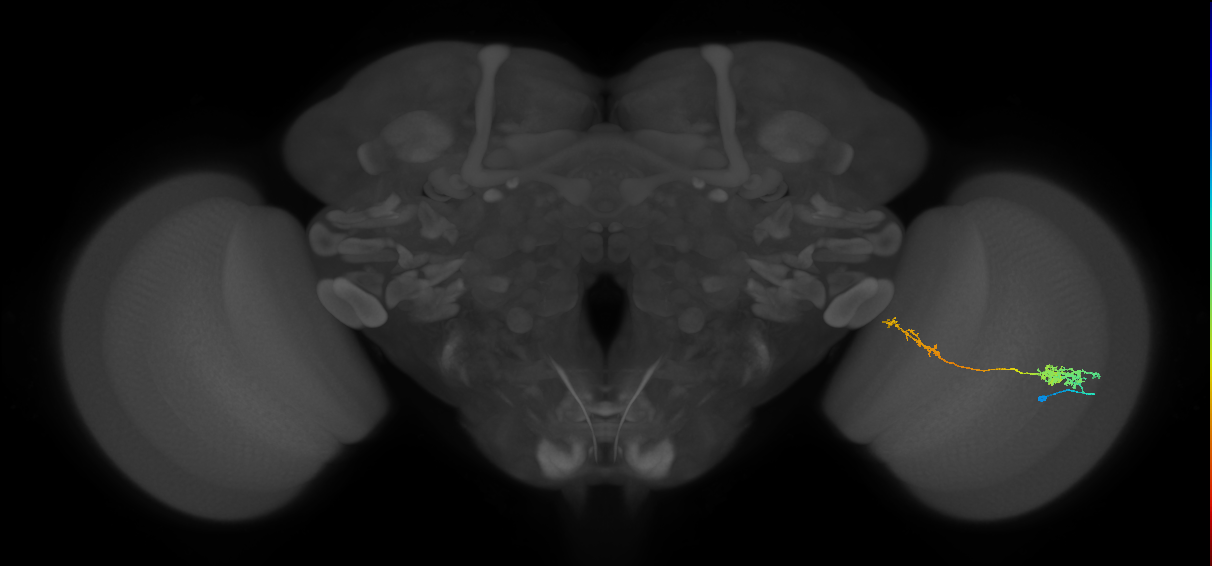 Tm37_R (MaleCNS:56593)
