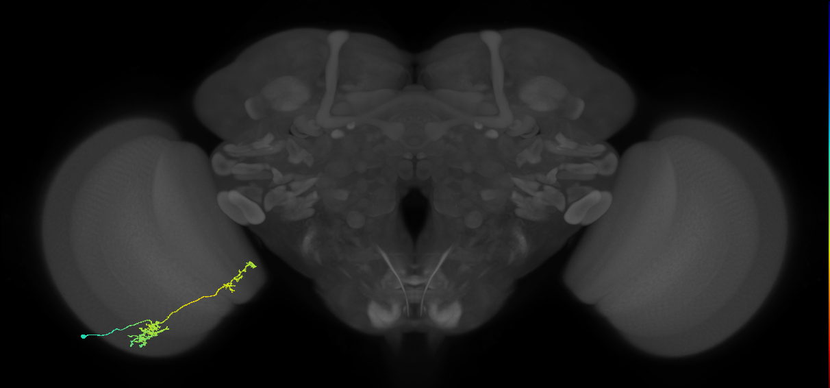 Tm37_L (MaleCNS:539838)