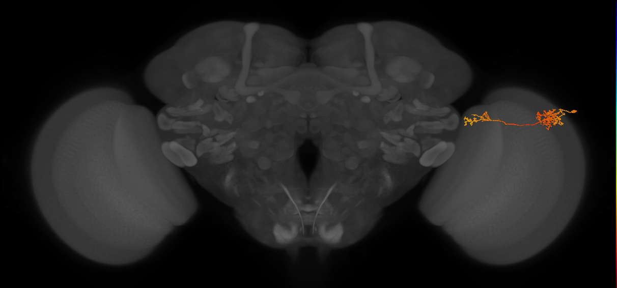 Tm37_R (MaleCNS:51132)