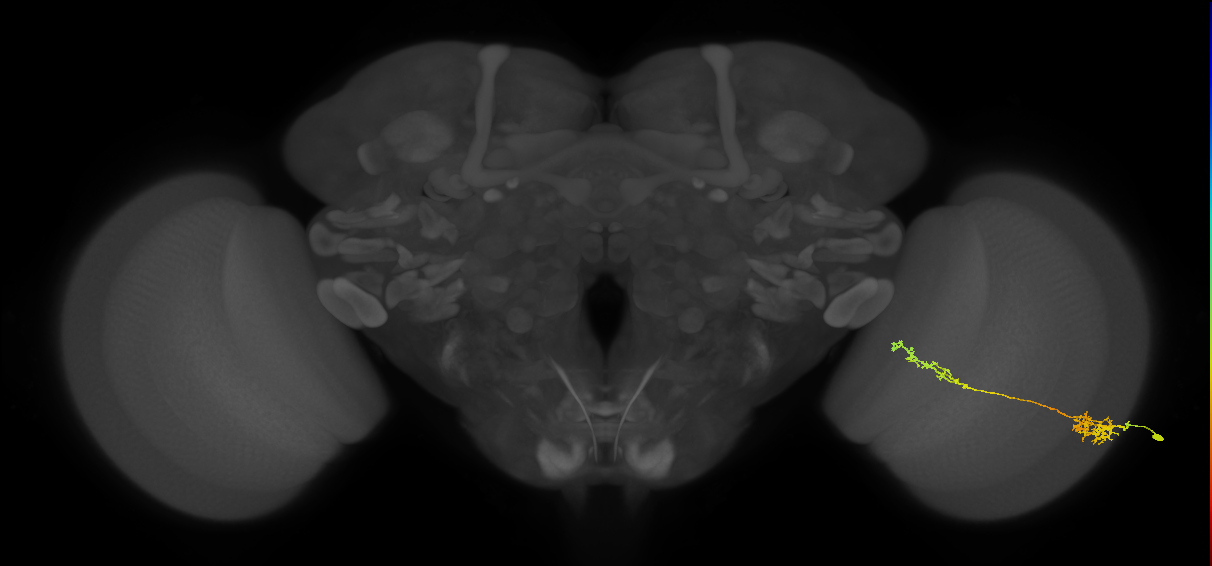 Tm37_R (MaleCNS:50988)