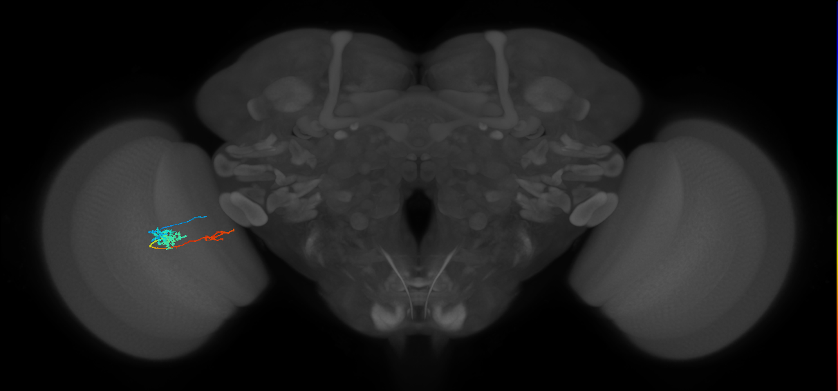 Tm37_L (MaleCNS:529626)
